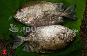 Fresh Siganus vermiculatus Fish , 1 Kg
