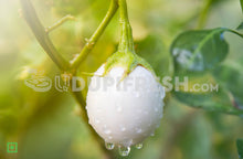 Load image into Gallery viewer, Rare Organic Garden eggs. White Eggplant, 1 Kg
