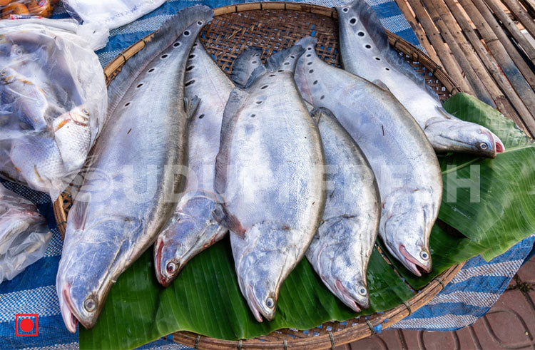 Chitol / Clown Knifefish 1 Kg – UDUPI FRESH