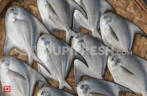 Maanji/White Pomfret/ Small Size - 1 Kg