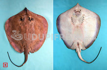 Load image into Gallery viewer, Longtail stingray / Thurakey Cut , 1 Kg
