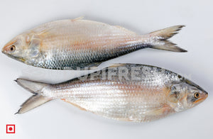 Hilsa / Ilish Fish 1 Kg