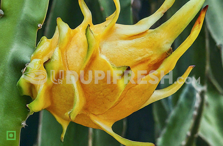 Yellow Pitahaya 1 pc ( 450 g to 600 g )