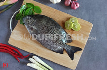 Load image into Gallery viewer, Fresh Siganus vermiculatus Fish , 1 Kg
