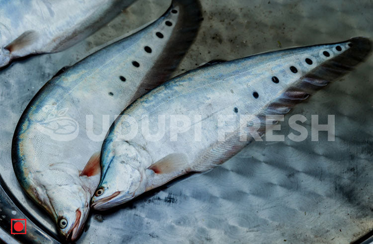 Chitol / Clown Knifefish 1 Kg – UDUPI FRESH
