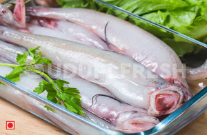 Bombay Duck, 1 Kg