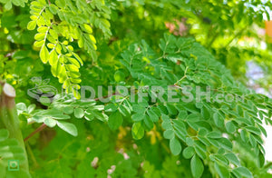 Fresh Moringa Leaves , 500 g