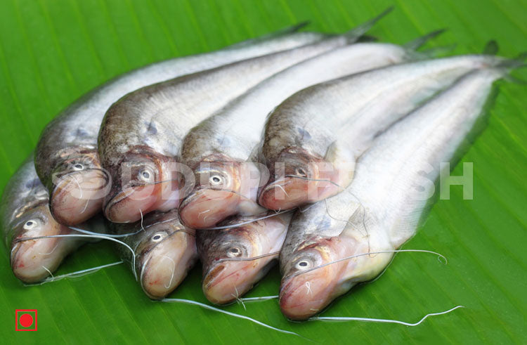 Pabda Fish / Butter Catfish 1 Kg – UDUPI FRESH