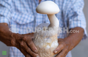 Milky Mushroom, 400 g