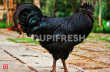 Load image into Gallery viewer, Kadaknath  Chicken 1 to 1.5 Kg Before Clean
