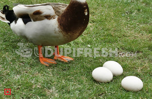 Duck Egg 6 Pcs