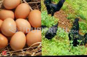 Kadaknath Egg 6 Pcs