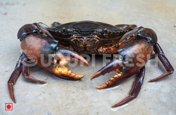 Fresh Black Crab  Big , 1 Kg
