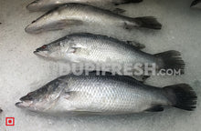 Load image into Gallery viewer, Barramundi Fish 1 Kg
