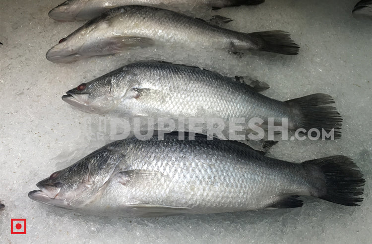 Barramundi Fish 1 Kg