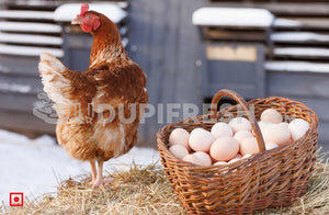 Country Egg 6 Pcs