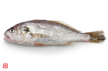 Load image into Gallery viewer, Kallur – Yellow Croaker(1 kg) (5551273083044)
