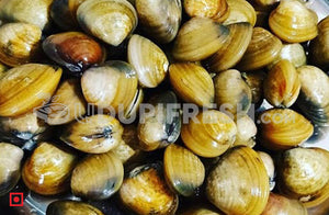 Marwai – Shell,Clam (Big)(100 counts) (5551484829860)