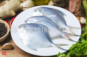 Maanji – White Pomfret( 1 Kg) Small Size (5551462809764)
