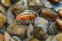 Load image into Gallery viewer, Marwai – Shell,Clam (Big)(100 counts) (5551484829860)
