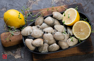 Marwai – Shell,Clam (Big)(100 counts) (5551484829860)