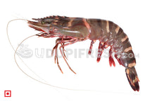 Load image into Gallery viewer, Tiger Prawn/ಟೈಗರ್ ಸೀಗಡಿಗಳು-Big Size (500 gms) (5551575990436)
