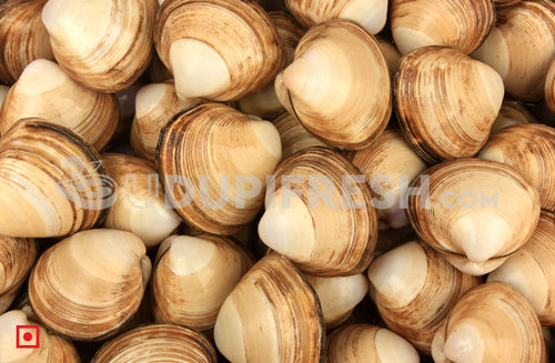 Marwai – Shell,Clam (Big)(100 counts) (5551484829860)