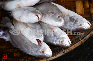 Kallur , Big Size 1 Kg ( Boat Catch  )