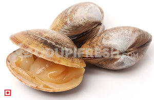 Marwai – Shell,Clam (Big)(100 counts) (5551484829860)