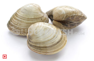 Marwai – Shell,Clam/ಮರುವಾಯಿ (Medium)(100 counts) (5551482405028)