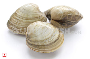 Marwai – Shell,Clam (Big)(100 counts) (5551484829860)