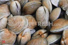Load image into Gallery viewer, Marwai – Shell,Clam/ಮರುವಾಯಿ (Medium)(100 counts) (5551482405028)

