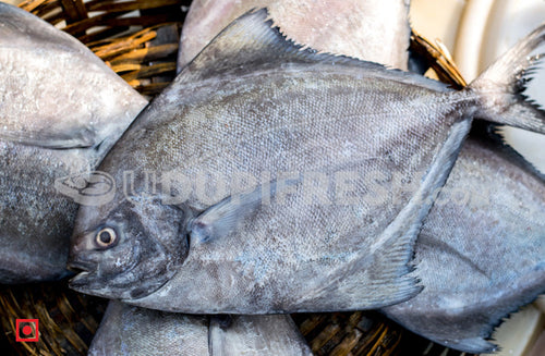 Maanji – Pomfret (500gms) (5551383019684)