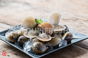 Marwai – Shell,Clam (Big)(100 counts) (5551484829860)