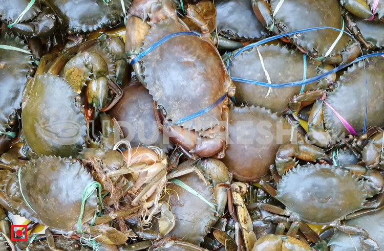 Black Crab,Kal Kekada(1kg) (5551236415652)