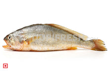 Load image into Gallery viewer, Kallur – Yellow Croaker- Big 1 Kg (5626369605796)
