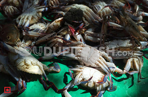Crabs - Medium Size  1 Kg (5551550824612)