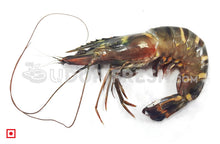 Load image into Gallery viewer, Tiger Prawn/ಟೈಗರ್ ಸೀಗಡಿಗಳು-Big Size (500 gms) (5551575990436)
