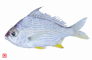 Payya – Bayya (500gms) (5551533621412)