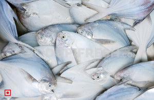 Maanji – White Pomfret( 1 Kg) Big Size (5551447539876)