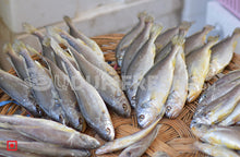Load image into Gallery viewer, Kallur – Yellow Croaker(1 kg) (5551273083044) (5626369605796)
