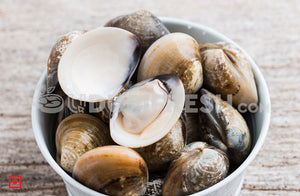 Marwai – Shell,Clam (Big)(100 counts) (5551484829860)