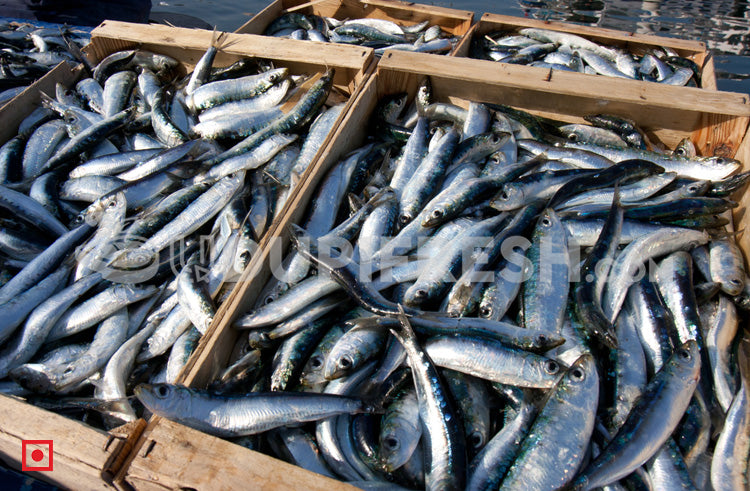 Buy all carp bait Online in Burundi at Low Prices at desertcart