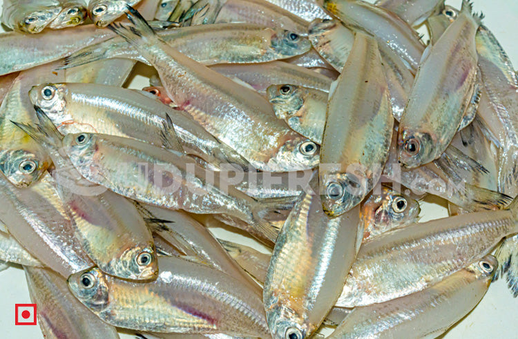 Silver – (Bolenjir) 1 Kg (5551562096804)