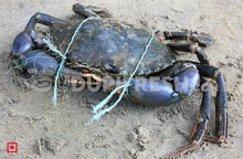 Load image into Gallery viewer, Black Crab,Kal Kekada(1kg) (5551236415652)
