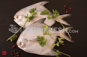 Maanji – White Pomfret( 1 Kg) Big Size (5551447539876)