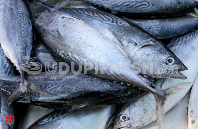 Fresh Kedar – Tuna Fish/ಟ್ಯೂನ ಮೀನು 1 Kg – UDUPI FRESH