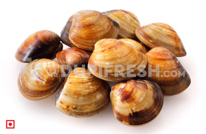 Marwai – Shell,Clam/ಮರುವಾಯಿ (Medium)(100 counts) (5551482405028)