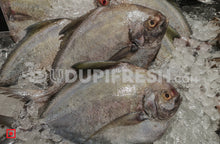 Load image into Gallery viewer, Maanji – Pomfret (500gms) (5551383019684)
