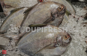 Maanji – Pomfret (500gms) (5551383019684)